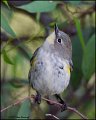 _1SB9411 audubon's warbler